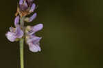 Sampson's snakeroot